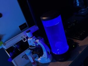 Avora Cocktail Experience Review