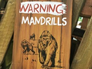 World of Jumanji at Chessington World of Adventures Review ()