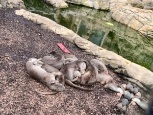 Colchester Zoo Review ()