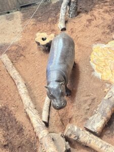 Colchester Zoo Review ()