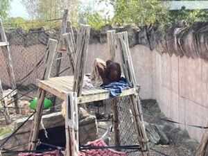 Colchester Zoo Review ()