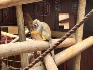 Colchester Zoo Review ()