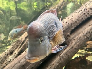 Colchester Zoo Review ()