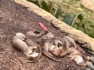 Colchester Zoo Review ()