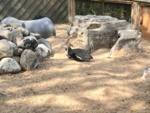 Colchester Zoo Review ()