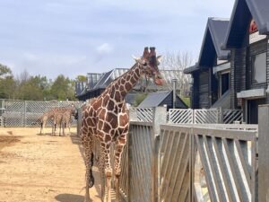 Colchester Zoo Review ()
