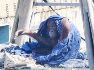 Colchester Zoo Review ()