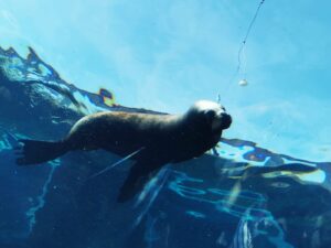 Colchester Zoo Review ()