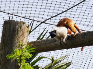Colchester Zoo Review ()