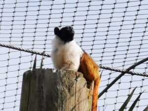 Colchester Zoo Review ()