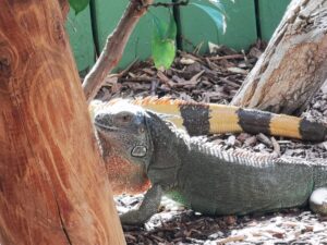 Colchester Zoo Review ()