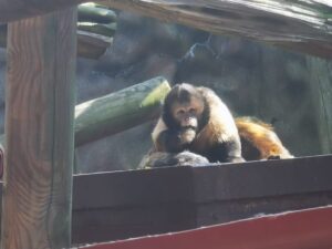 Colchester Zoo Review ()
