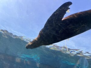 Colchester Zoo Review ()