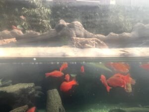 Colchester Zoo Review ()