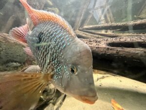 Colchester Zoo Review ()