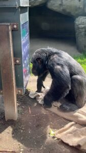 Colchester Zoo Review ()