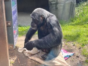 Colchester Zoo Review ()