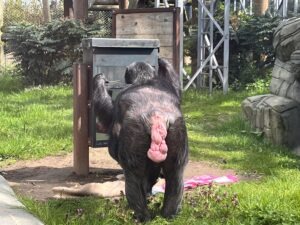 Colchester Zoo Review ()