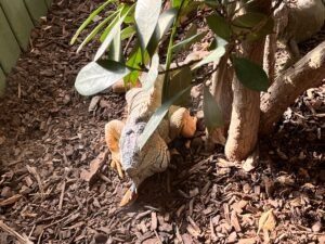 Colchester Zoo Review ()