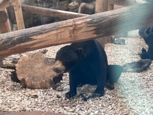 Colchester Zoo Review ()