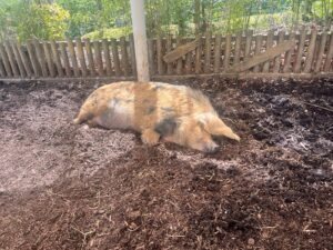 Colchester Zoo Review ()