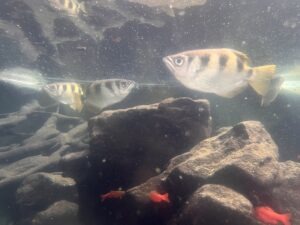 Colchester Zoo Review ()
