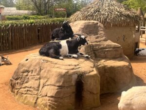 Colchester Zoo Review ()