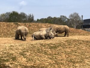 Colchester Zoo Review ()