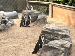 Colchester Zoo Review ()
