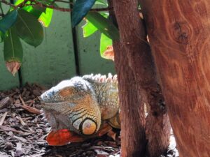 Colchester Zoo Review ()