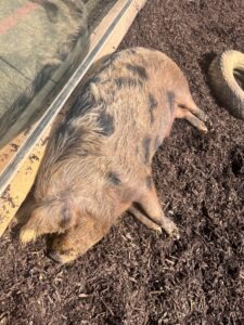 Colchester Zoo Review ()