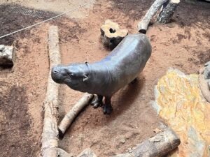 Colchester Zoo Review ()