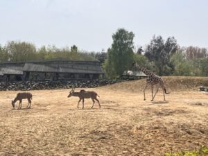 Colchester Zoo Review ()