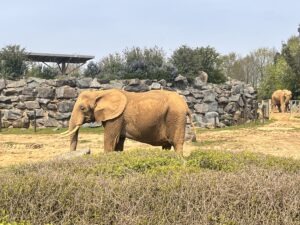 Colchester Zoo Review ()