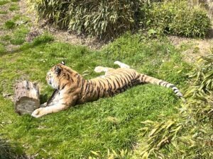 Colchester Zoo Review ()