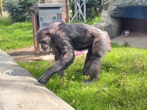 Colchester Zoo Review ()