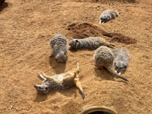 Colchester Zoo Review ()