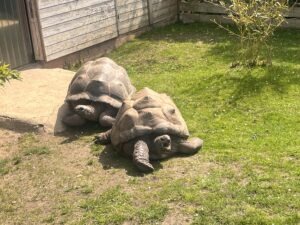 Colchester Zoo Review ()