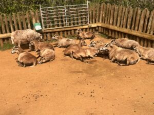 Colchester Zoo Review ()