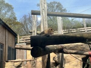 Colchester Zoo Review ()