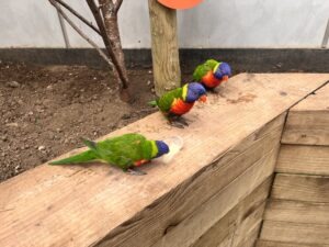 Colchester Zoo Review ()
