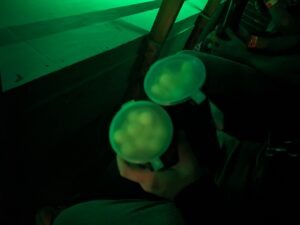 Screamfest Burton Review ()