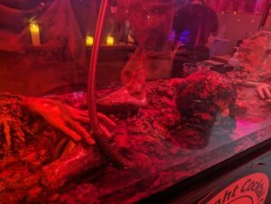 Terror Island Review ()