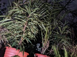 Walsall Scare Maze Review ()