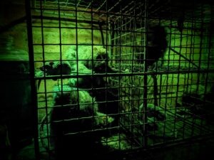 Acid Bath Murderer at Hounds Review ()