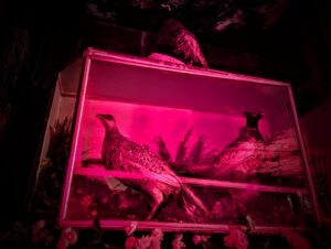 After Dark at House of Frankenstein Review ()