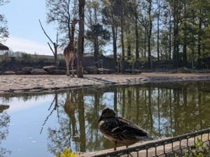 Bellewaerde Park Review ()