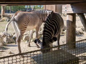 Bellewaerde Park Review ()