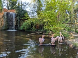Bellewaerde Park Review ()