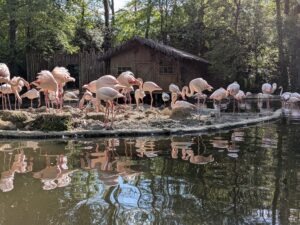 Bellewaerde Park Review ()
